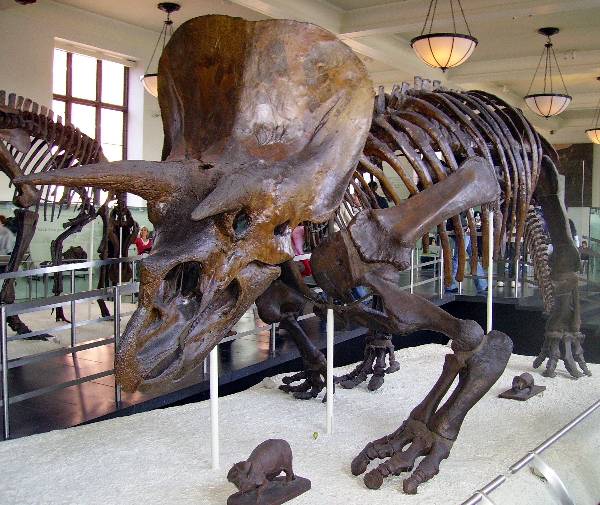 triceratops-american-museum-of-natural-history1.jpg