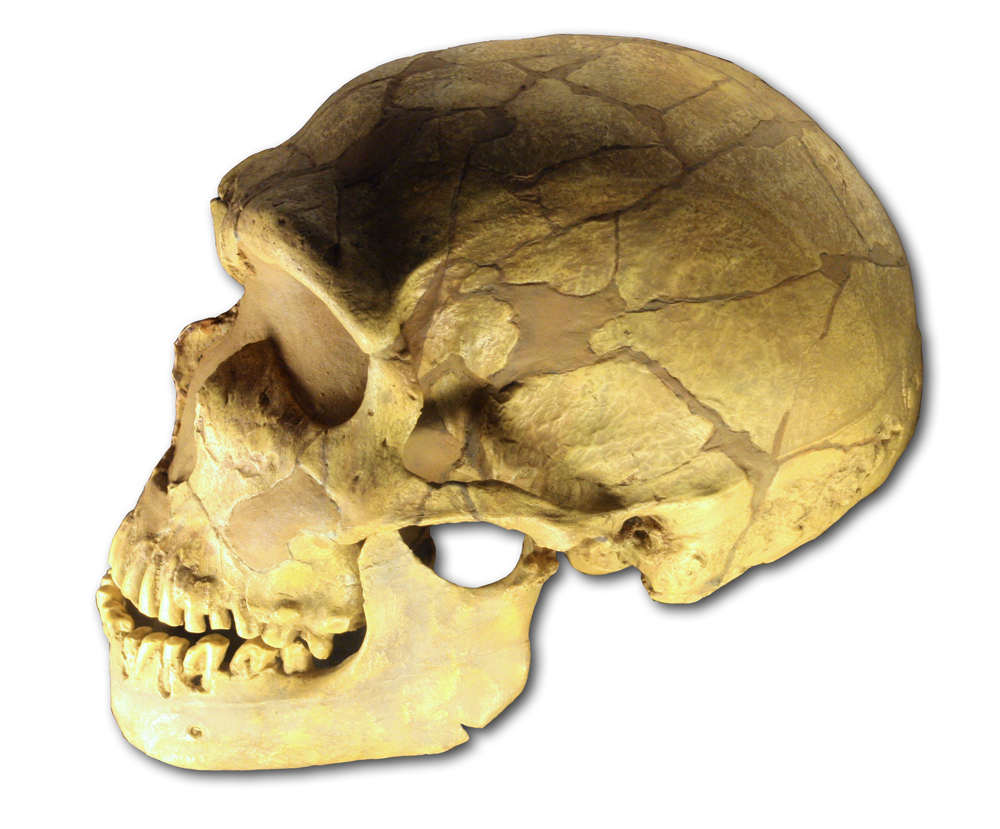 ferrassie-neanderthal-skull.jpg